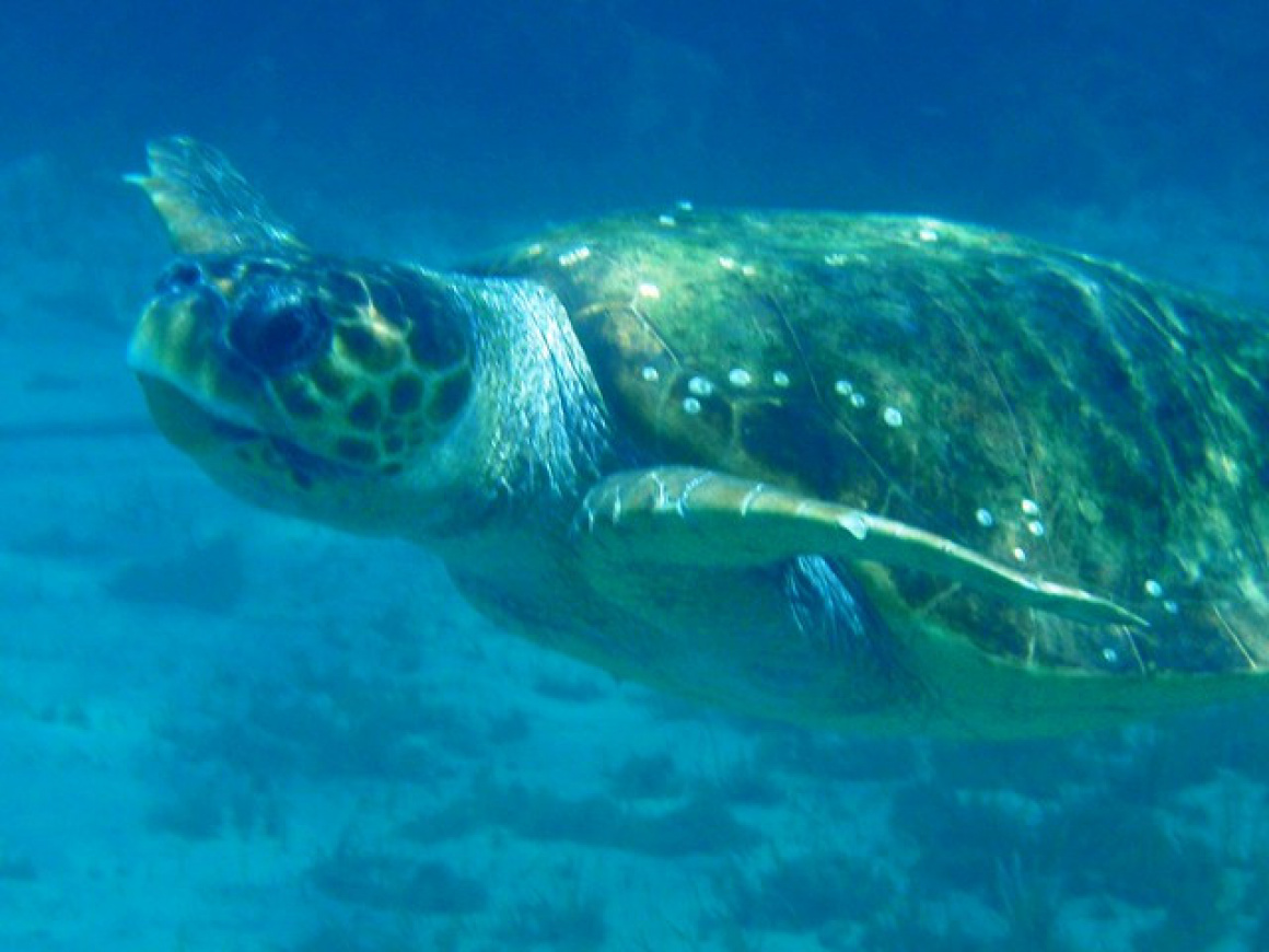 Crete - Turtle