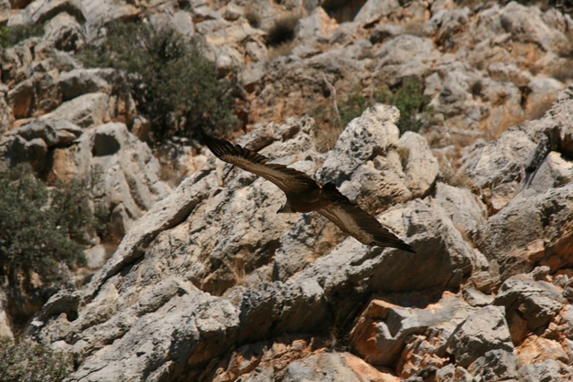 Griffon Vultures - Selinari Gorge