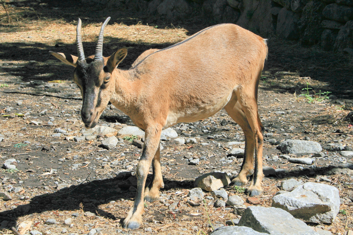 Kri-kri (Capra aegagrus creticus) in the Samariá Gorge national park on the island of Crete