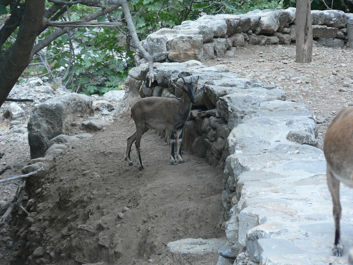 Descending into Samaria Gorge - Goat